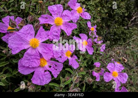 Cretan rockrose near Alinca, Muğla Province, Türkiye Stock Photo