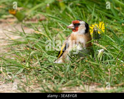 Goldfinch (Carduelis carduelis) bird feeding on dandelion seeds, England, UK Stock Photo