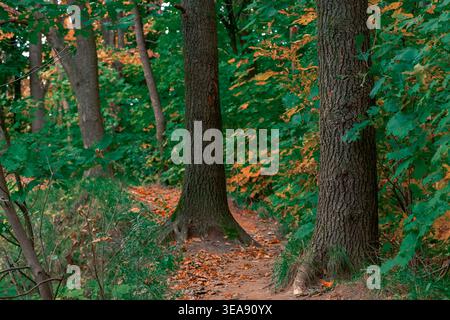 Sunlight filters through the canopy onto a forest trail covered in fallen leaves, hinting at the changing season Stock Photo