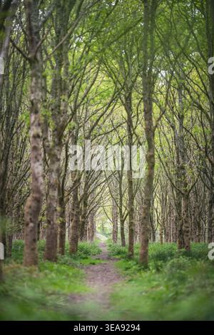 A peaceful forest path winds through a grove of trees, bathed in soft, natural light. The green foliage creates a serene atmosphere. Stock Photo