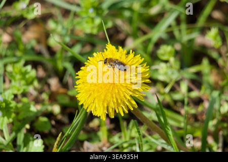 Close-up of an insect (solitary bee or hoverfly) on a blooming dandelion flower (Taraxacum). bee collecting nectar on a bright yellow dandelion in spring grass. High quality photo Stock Photo