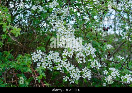Blooming branches of a bird cherry tree with lush white inflorescences against a background of green leaves in a park. bird cherry with white flowers Stock Photo