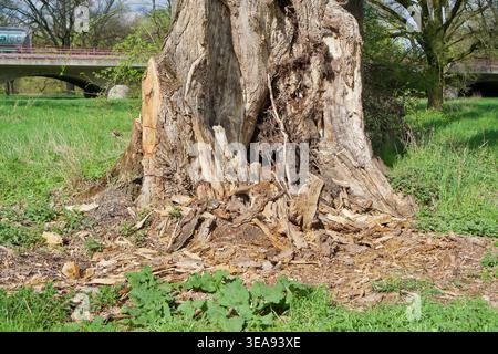 Textured shot of the lower trunk of an old deciduous tree with massive roots spreading into the ground. Surrounded by fresh green grass and last year's leaves. base of an old tree with roots in a spring park. High quality photo Stock Photo