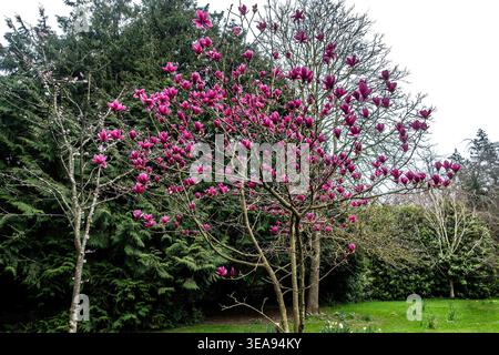A blooming pink Magnolia liliiflora tree in a garden in Dublin, Ireland, set against a backdrop of evergreen and deciduous trees. Stock Photo