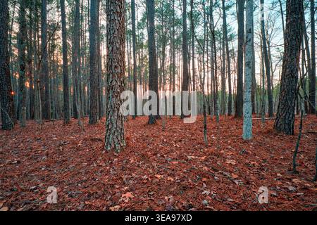 Sunlight filtering through a pine forest in Holly Springs, North Carolina, USA. Stock Photo