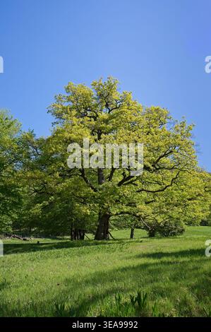 Large oak tree with fresh green spring leaves standing on a meadow under a clear blue sky. Rural landscape in the Visegrad Mountains, Hungary, Europe. Stock Photo