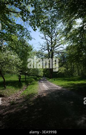 Unpaved dirt road winding through a lush deciduous forest with fresh green spring foliage. Sunny forest landscape in the Visegrad Mountains, Hungary. Stock Photo