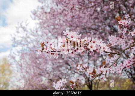 Beautiful blooming pink branches with many flowers close up. Purple leaf plum Nigra tree in full bloom in April in Poland Stock Photo