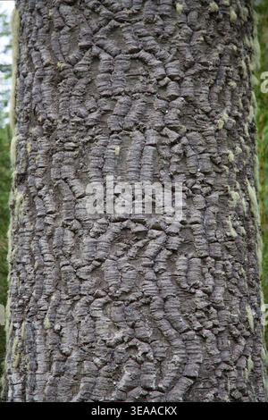 Close-Up Of Rugged Cork-Like Tree Bark Texture On Trunk In Currarhue, Chile Stock Photo