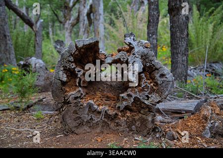 Hollow Decayed Tree Stump In A Native Forest With Moss And Undergrowth Stock Photo