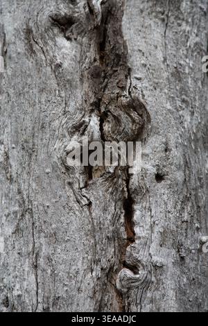 Close-Up Texture Of Weathered Tree Bark With Knots And Cracks Stock Photo