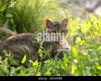 A tabby street cat on Gran Canaria resting among green vegetation, looking directly at the camera with slightly crossed eyes. Stock Photo