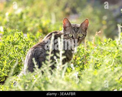 A tabby street cat sitting in bright sunlight on a green patch of vegetation on Gran Canaria. Stock Photo