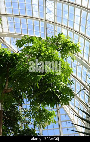 Image showcasing Modern Greenhouse Interior With Lush Green Plants Stock Photo - Alamy