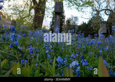 Close up view of bluebell flowers growing in a churchyard Stock Photo