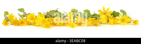 Border of yellow wild flowers pilewort. Spring flowers,  Ficaria verna isolated on white background. Stock Photo