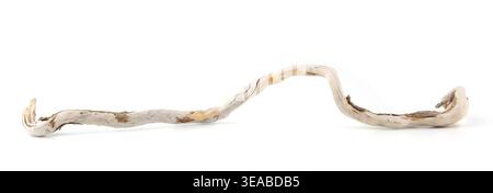 Sea driftwood branch isolated on white background. Bleached dry aged drift wood. Stock Photo
