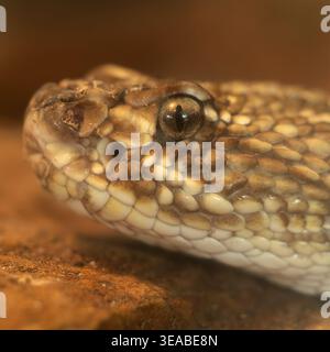 A macro close-up of a snake’s head reveals detailed scales, textured skin, and a focused eye in warm natural tones. Stock Photo