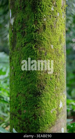 A close-up view of a tree trunk covered in lush green moss in a humid forest environment. Stock Photo