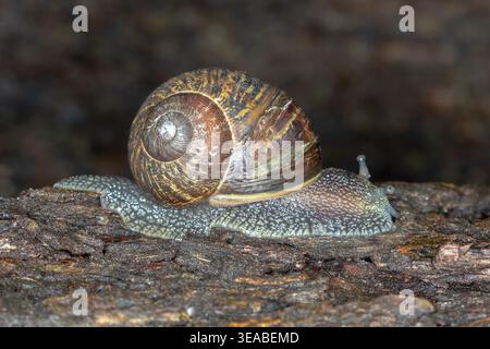 Common garden snail (Cornu aspersum) on tree bark, showing spiral shell and textured body, Melbourne, Victoria, Australia. Stock Photo
