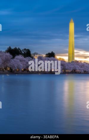 View of the illuminated Washington Monument and blooming cherry blossoms along the Tidal Basin at dusk Washington, District of Columbia, United States Stock Photo