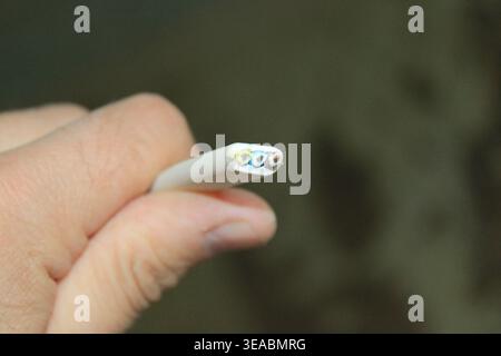 Hand holding a three-core electrical lighting cable showing the cross section Stock Photo