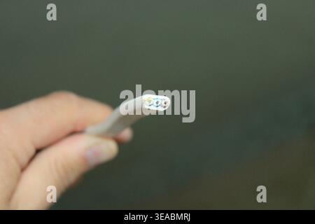 Hand holding a three-core electrical lighting cable showing the cross section Stock Photo