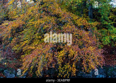 Dense autumn foliage filling the frame with vivid golden, orange and red leaves Stock Photo