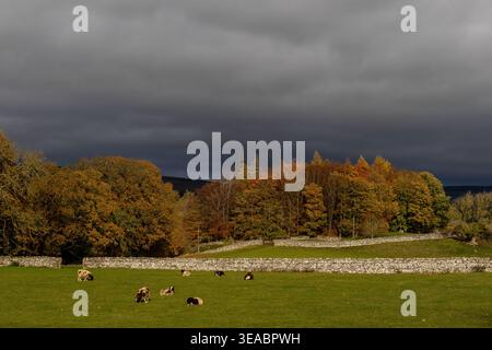 Sheep grazing in a Wensleydale field with vivid autumn trees and dramatic dark storm clouds in morning light Stock Photo