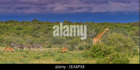 Panorama of bushveld in early morning under storm cloud with Cape giraffe (Giraffa giraffa) and Plains zebra (Equus quagga) at Kruger, South Africa Stock Photo