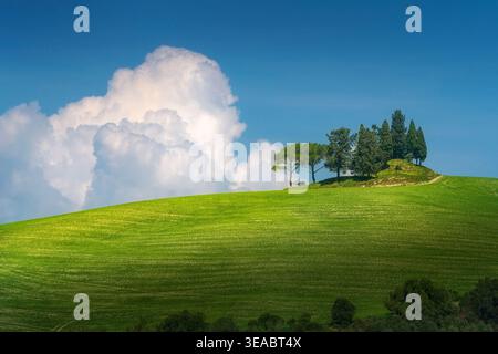Scenic view of a cluster of cypress and pine trees on a rolling green hill near Castelfalfi. Dramatic white cloud in a blue sky, Montaione, Tuscany, I Stock Photo