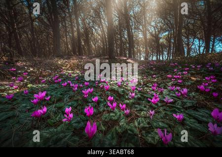 Wild cyclamen blooming in the Tombolo di Cecina pine forest. Sunlight filtering through trees onto the forest floor in Tuscany, Italy Stock Photo