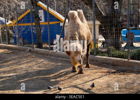 Bactrian camel Camelus bactrianus bending head down in zoo enclosure with pigeons on ground near fence. Captive animal, wildlife, feeding behavior. Stock Photo