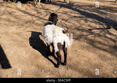 Domestic goat with black and white fur and curved horns walking on dry ground in a zoo enclosure under sunlight. Farm animal, livestock, agriculture. Stock Photo