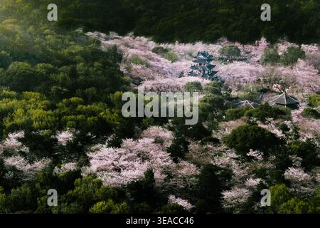Aerial view of a serene landscape where dark green forests meet delicate pink blossoms, revealing a traditional tiered pagoda and buildings bathed in Stock Photo