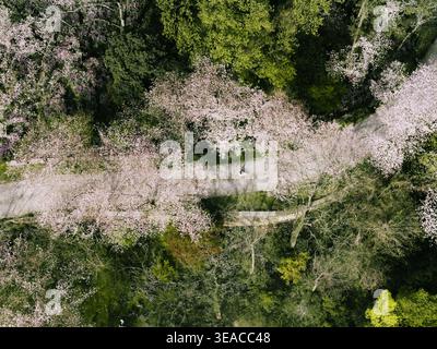 Aerial view of a serene winding path canopied by soft pink blossoms and lush green trees, Wu Xi Shi, Jiang Su Sheng, China. Stock Photo