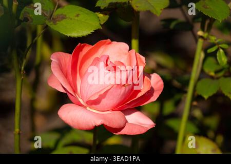One bloom of the Teehybrid rose Stock Photo