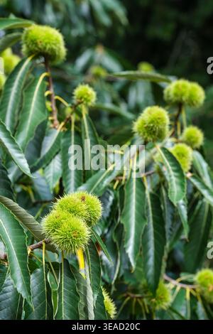 Sweet chestnut, Castanea sativa, spiny fruits containing edible nuts growing on the tree Stock Photo