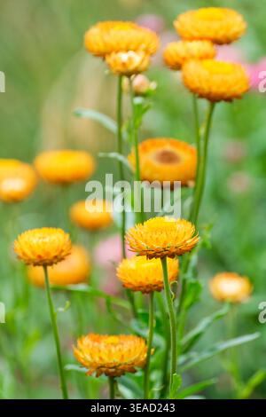Xerochrysum bracteatum, everlasting flower, Helichrysum bracteatum, flower-heads shades of yellow, orange, Stock Photo
