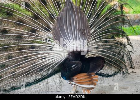 Detailed texture of peacock tail feathers from behind Stock Photo