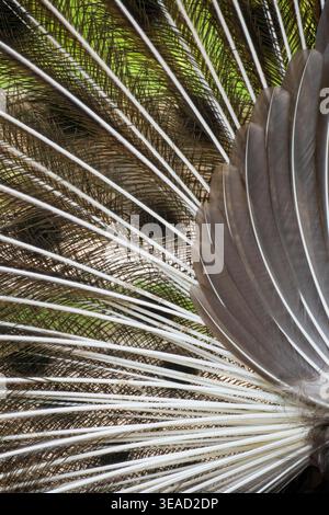 Detailed texture of peacock tail feathers from behind Stock Photo
