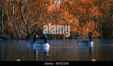 Canada Geese swimming on a lake Stock Photo