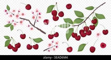 Cherry, branch, and blossom set in a hand-drawn style. Vector isolated illustration. Stock Vector