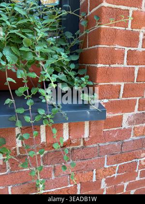 Brick wall with green vines climbing around a dark metal frame, perfect for background use. Mobile photo Stock Photo