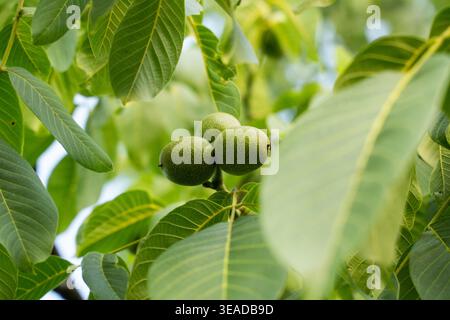 Green walnuts growing on a walnut tree amongst lush summer foliage, showing ripening fruit in an orchard Stock Photo