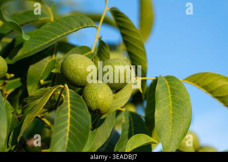 Green walnuts growing on a tree branch, ripening in summer orchard with lush foliage and clear blue sky Stock Photo