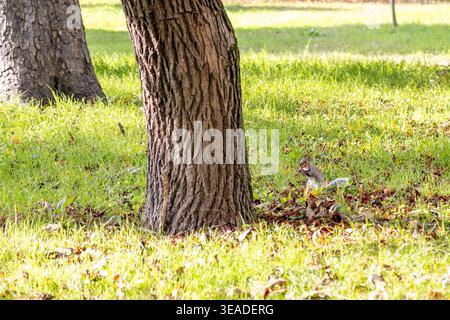An eastern gray squirrel (Sciurus carolinensis) eating on the grass in a public park in Abano Terme, Padua, Italy Stock Photo