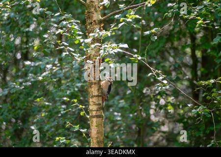 Great Spotted Woodpecker (Dendrocopos major) clinging to the trunk of a silver birch tree surrounded by lush summer green foliage, deciduous woodland. Stock Photo