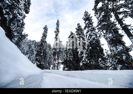 Aerial view of a snow-laden path winds through a forest of towering trees, their branches heavy with fresh snow, Gulmarg, Jammu and Kashmir, India. Stock Photo