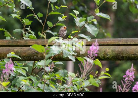 European Robin (Erithacus rubecula) singing from a mossy wooden fence rail surrounded by fresh green spring foliage and pink flowers, UK garden. Stock Photo
